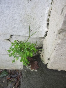 Small green plant