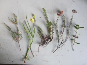 Heathland plants; (from l-r) Calluna vulgaris; Vaccinium myrtillus; Empetrum nigrum; Erica tetralix; Vaccinium vitis-idaea; 