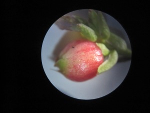 Developing fruit of Vaccinium vitis-idaea