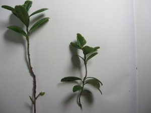 Vaccinium vitis-idaea. Still in leaf in december
