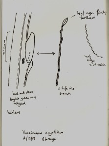 Sketch of V myrtillus stem with solitary leaf
