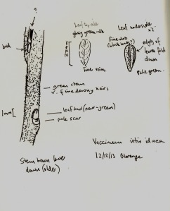 V vitis-idaea, compare with V myrtillus stem 